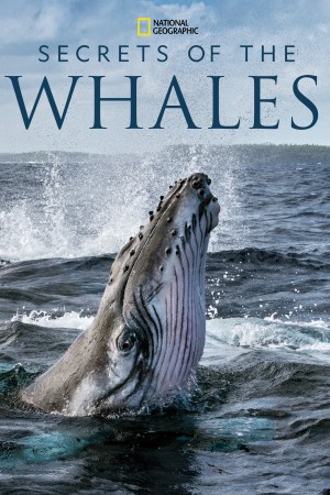 Bí Ẩn Của Loài Cá Voi Secrets of the Whales