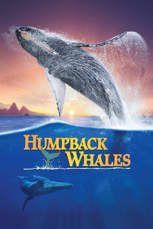  Cá Voi Lưng Gù Humpback Whales