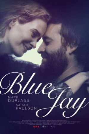 Chim Giẻ Xanh Blue Jay