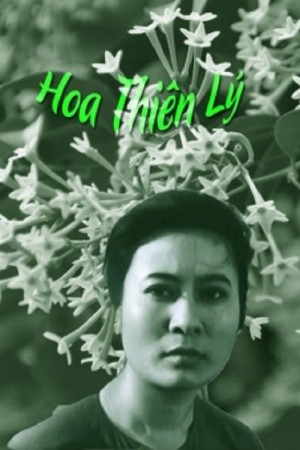Hoa Thiên Lý Tonkin Jasmine Flower