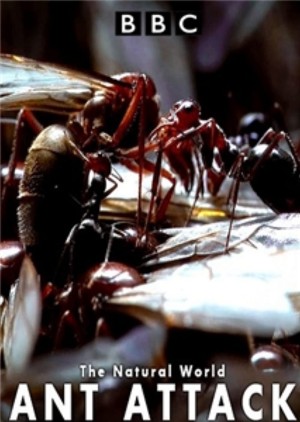 Kiến ăn thịt The Natural World - Ant Attack