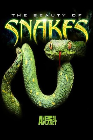 Nét đẹp của loài rắn The Beauty of Snakes