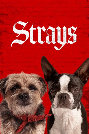 Những Chú Chó Bụi Đời Strays