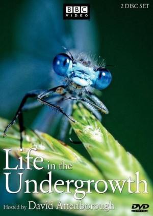 Thế Giới Côn Trùng Life in The Undergrowth